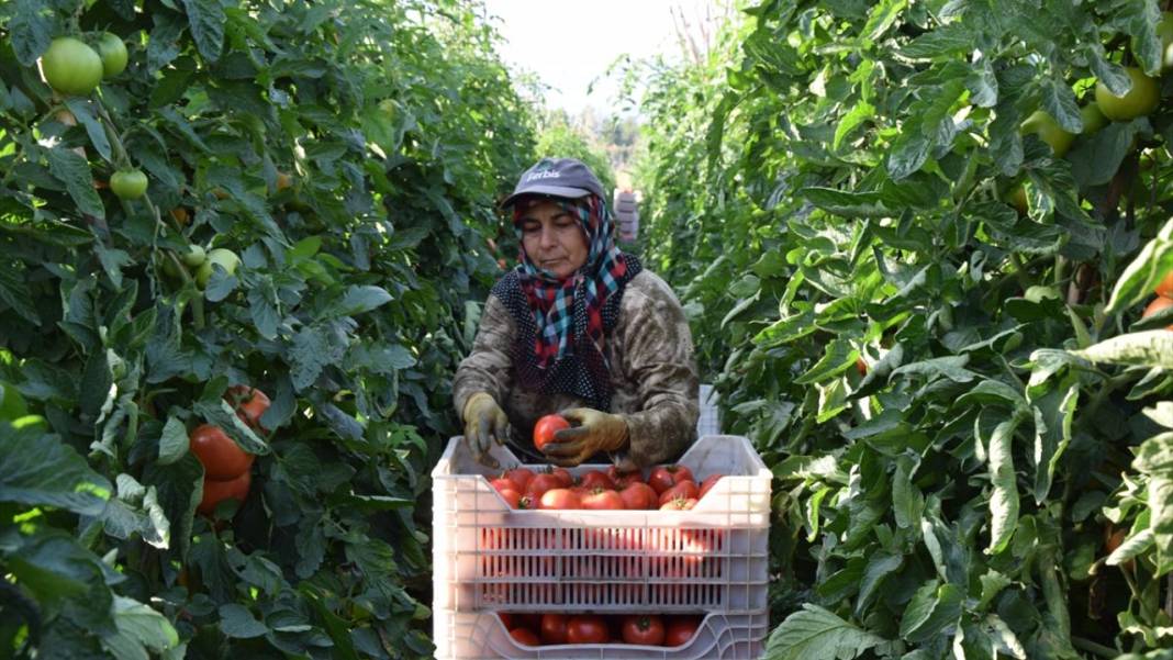 10 köydeki 2500 dekara ekildi tarlada kilosu 15 TL'den satılıyor. Köylü bayram ediyor şafak vakti topluyor 9